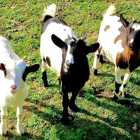 Semesterbostad Ximista *